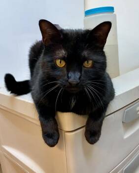 Domestic Short Hair Cats Available for Adoption in Youngsville, North Carolina - Dennis- Seeking Barn Home | PetCurious