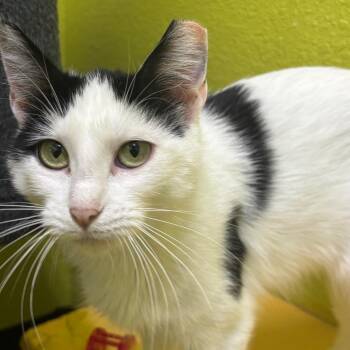 Tina -  Domestic Short Hair Cat for Adoption in Springfield, Missouri - Tina | PetCurious