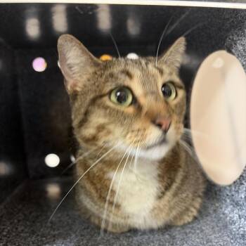 Domestic Short Hair Cats Available for Adoption in Lake Jackson, Texas - Twinkle | PetCurious