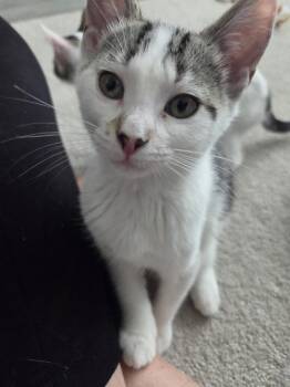 Pawley Hepburn -  Domestic Short Hair Cat for Adoption in St. Cloud, Florida - Pawley Hepburn | PetCurious