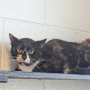 Domestic Short Hair Cats Available for Adoption - Lacey | PetCurious
