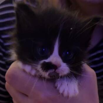 Raptor -  Domestic Short Hair Cat for Adoption in Grantsville, Utah - Raptor | PetCurious