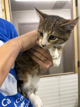 Rescue Domestic Short Hair Cats for Adoption in Murray, Kentucky - Wasabi | PetCurious