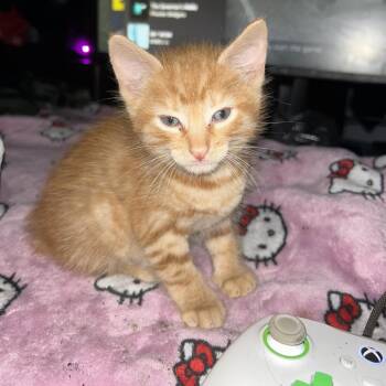 Jolly -  Domestic Short Hair Cat for Adoption in Philadelphia, Pennsylvania - Jolly | PetCurious