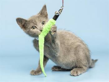 SLATE -  Domestic Short Hair Cat for Adoption in Phoenix, Arizona - SLATE | PetCurious