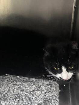 Domestic Short Hair Cats Available for Adoption in Meriden, Connecticut - Piano | PetCurious