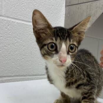 Zuma -  Domestic Short Hair and American Shorthair Cat for Adoption in Corpus Christi, Texas - Zuma | PetCurious