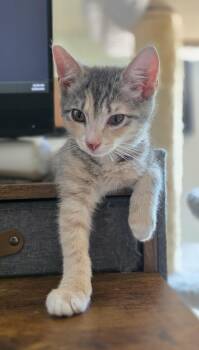Isadora -  Domestic Short Hair and Dilute Tortoiseshell Cat for Adoption in Mechanicsburg, Pennsylvania - Isadora | PetCurious