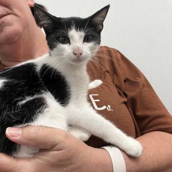 Dobby -  Domestic Short Hair Cat for Adoption in Palmetto, Florida - Dobby | PetCurious