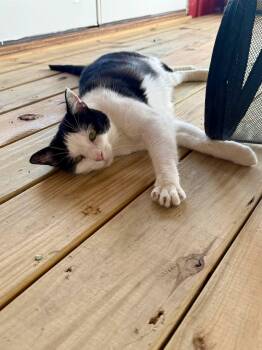 Rescue Domestic Short Hair Cats for Adoption in Chuckey, Tennessee - Minnie NJ | PetCurious