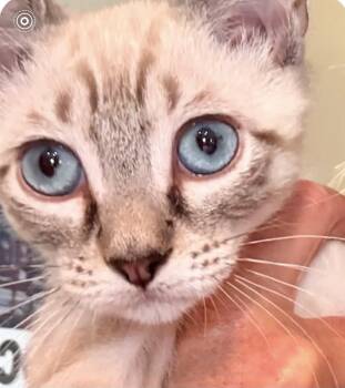 Toots -  Siamese Cat for Adoption in Austin, Texas - Toots | PetCurious