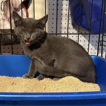 Tasmania -  Russian Blue Cat for Adoption in New York, New York - Tasmania | PetCurious