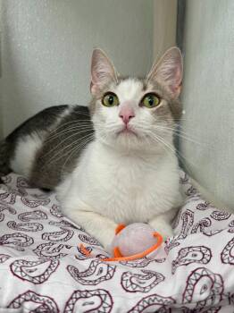 Remy -  Domestic Short Hair Cat Available for Adoption in Gillette, Wyoming - Remy | PetCurious