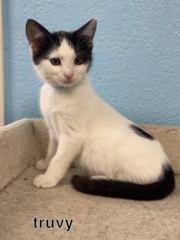 Truvy -  Domestic Short Hair Cat for Adoption in Hollister, California - Truvy | PetCurious