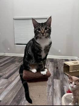 Tabby Cats Available for Adoption - Jose (Courtesy Post) | PetCurious