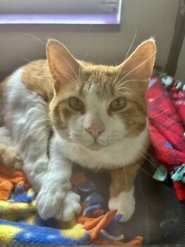 Tabby Cats Available for Adoption in Grand Rapids, Michigan - Victor | PetCurious