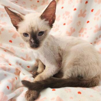 Bob Hope -  Siamese Cat for Adoption in New Braunfels, Texas - Bob Hope | PetCurious
