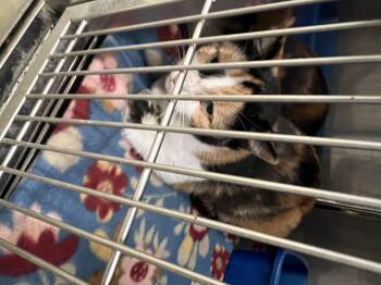 Boots -  Calico Cat for Adoption in Sparta, North Carolina - Boots | PetCurious