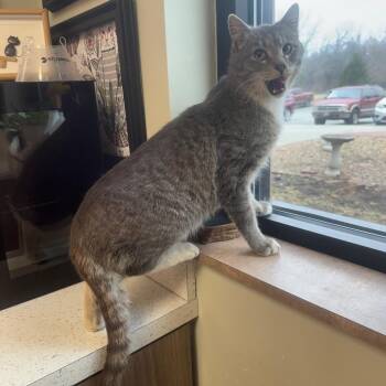 Domestic Short Hair Cats Available for Adoption - Luis Miguel  | PetCurious