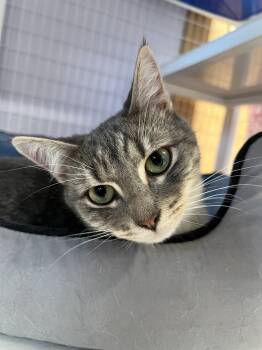 Rescue Domestic Short Hair Cats for Adoption in Vancouver, Washington - Oba | PetCurious