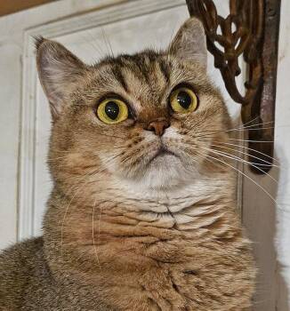 Rescue British Shorthair Cats for Adoption in Converse, Texas - Selma | PetCurious