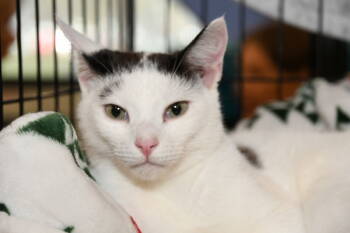 Rescue American Shorthair Cats for Adoption in Naples, Florida - Mortimer | PetCurious