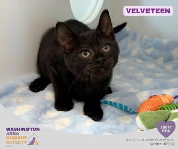 Velveteen -  Domestic Short Hair Cat for Adoption in Eighty Four, Pennsylvania - Velveteen | PetCurious