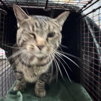 Pheonix -  Domestic Short Hair Cat for Adoption in Chicago, Illinois - Pheonix | PetCurious