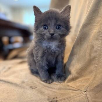 Kuro -  Domestic Medium Hair Cat for Adoption in Columbia, Maryland - Kuro | PetCurious