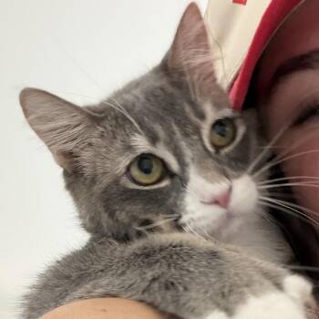 Presley -  Domestic Medium Hair Cat for Adoption in Springfield, Oregon - Presley | PetCurious