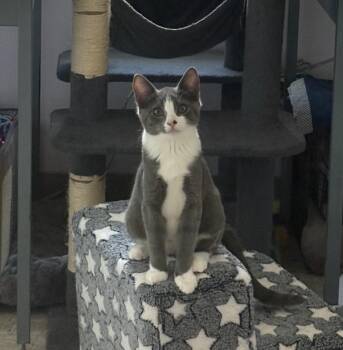 Luna -  Domestic Short Hair Cat for Adoption in Rochester, Washington - Luna | PetCurious