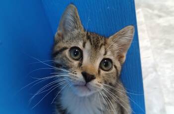 Marcus -  Domestic Short Hair Cat for Adoption in Cullowhee, North Carolina - Marcus | PetCurious