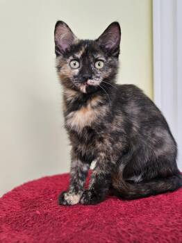 Rescue Domestic Short Hair Cats for Adoption in Riverbank, New Brunswick - Integrity | PetCurious