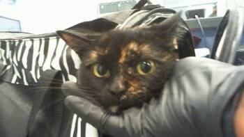Domestic Short Hair Cats Available for Adoption in Charlotte, North Carolina - MARI | PetCurious