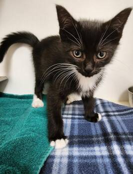 Rescue Domestic Short Hair Cats for Adoption in Hilton Head Island, South Carolina - Banana | PetCurious