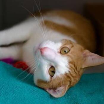 Rescue Domestic Short Hair Cats for Adoption in New York, New York - Luka | PetCurious