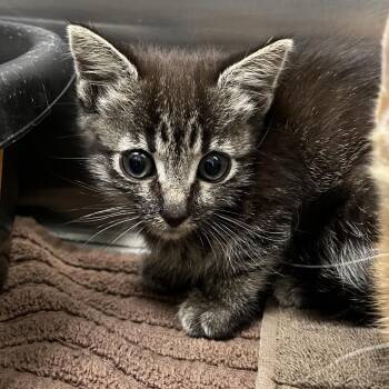 Happy -  Domestic Short Hair Cat for Adoption in Long Beach, California - Happy | PetCurious