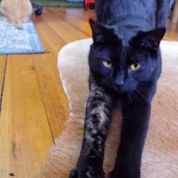 Domestic Short Hair Cats Available for Adoption in Chicago, Illinois - Boba | PetCurious