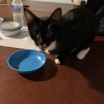 Rescue Domestic Short Hair Cats for Adoption in Huntington, West Virginia - Cubby | PetCurious