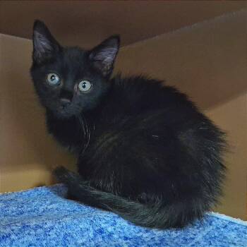 Waffle -  Domestic Short Hair Cat for Adoption in Middlebury, Vermont - Waffle | PetCurious
