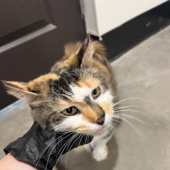 Eyla -  Domestic Short Hair Cat for Adoption in Tampa, Florida - Eyla | PetCurious
