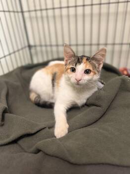Puppy Chow -  Domestic Short Hair Cat for Adoption in Mineral Point, Wisconsin - Puppy Chow | PetCurious