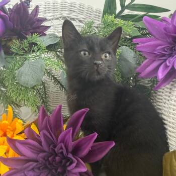 Opaline Q Cuppance 56527 -  Domestic Short Hair Cat for Adoption in Eaton Rapids, Michigan - Opaline Q Cuppance 56527 | PetCurious