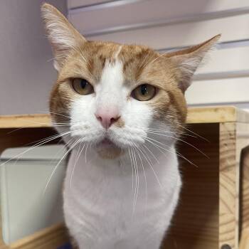 Beckham -  Domestic Short Hair Cat for Adoption in New Philadelphia, Ohio - Beckham | PetCurious