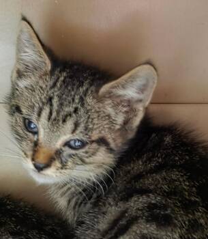 Bogart -  Domestic Short Hair Cat for Adoption in Trenton, New Jersey - Bogart | PetCurious