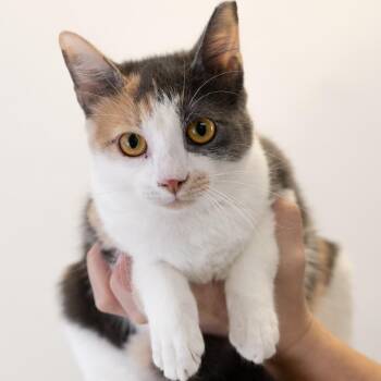 Ms. Kit -  Domestic Short Hair Cat for Adoption in Buffalo, Minnesota - Ms. Kit | PetCurious