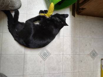 Amber -  Domestic Short Hair Cat for Adoption in Batavia, Ohio - Amber | PetCurious