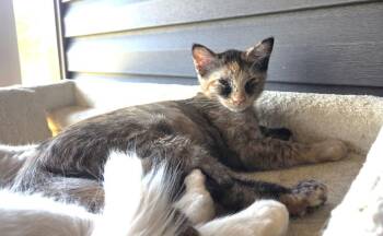 Amira26 -  Domestic Short Hair Cat Available for Adoption in Youngsville, North Carolina - Amira26 | PetCurious