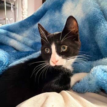 Camembert "Cam" -  Domestic Short Hair Cat for Adoption in Ephrata, Pennsylvania - Camembert "Cam" | PetCurious