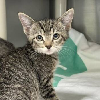 Cyclops -  Domestic Short Hair Cat for Adoption in Honesdale, Pennsylvania - Cyclops | PetCurious